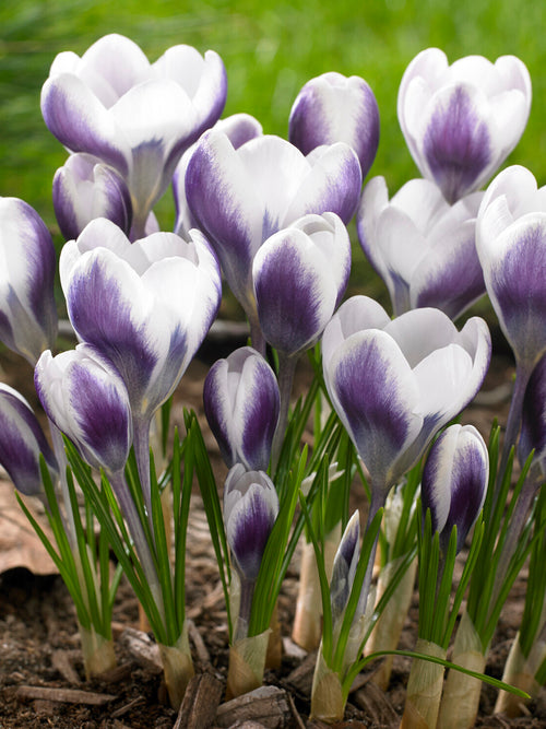 Crocus Prince Claus