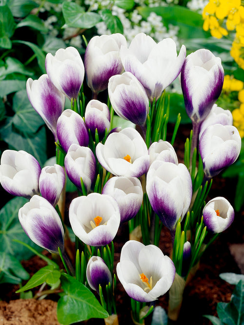 Crocus Prince Claus