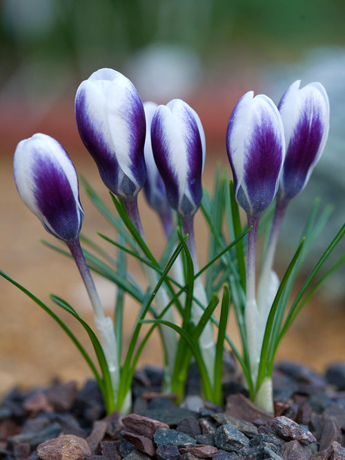 Crocus Prince Claus