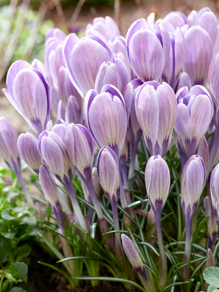 Crocus Bulbs For Sale | Buy Top-Quality Crocuses Now