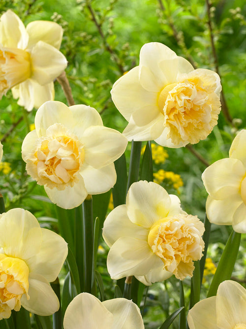 Daffodil Art Design