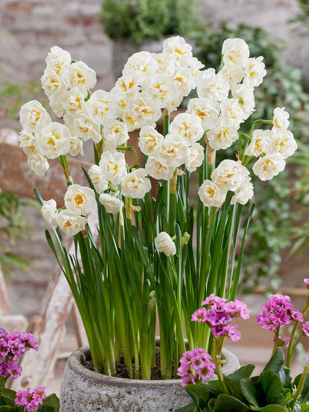 daffodil plant indoors Daffodil Bridal Crown Bulbs, White - 25 Bulbs