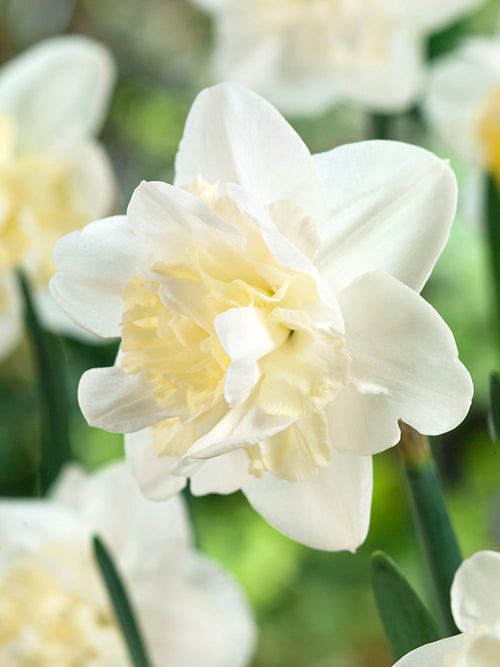 Daffodil Easter Born