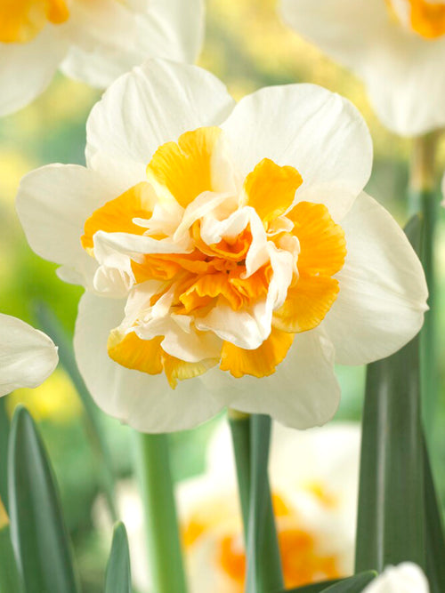 Daffodil Peach Swirl