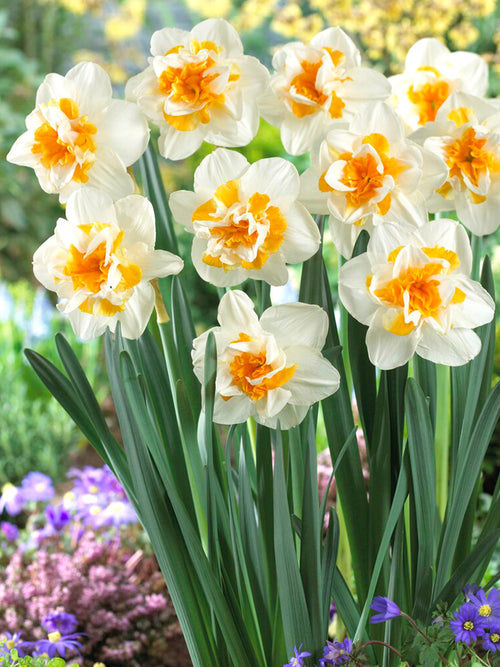 Daffodil Peach Swirl