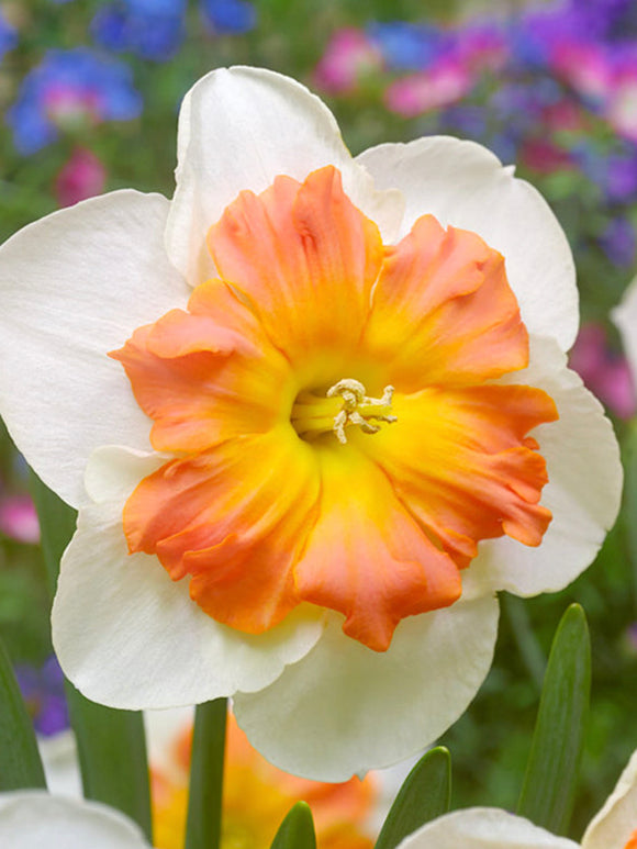 Daffodil Zinzi