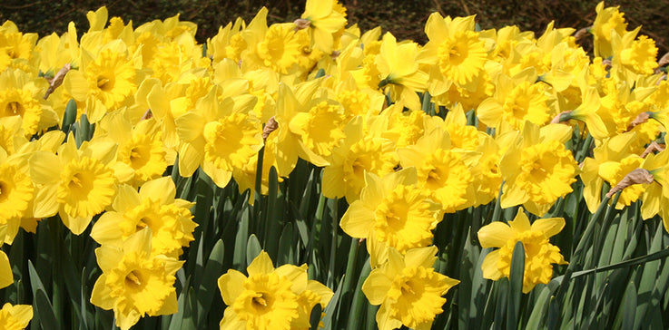 TOP QUALITY DAFFODILS