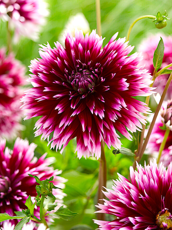 Dahlia Alauna Clair-Obscur