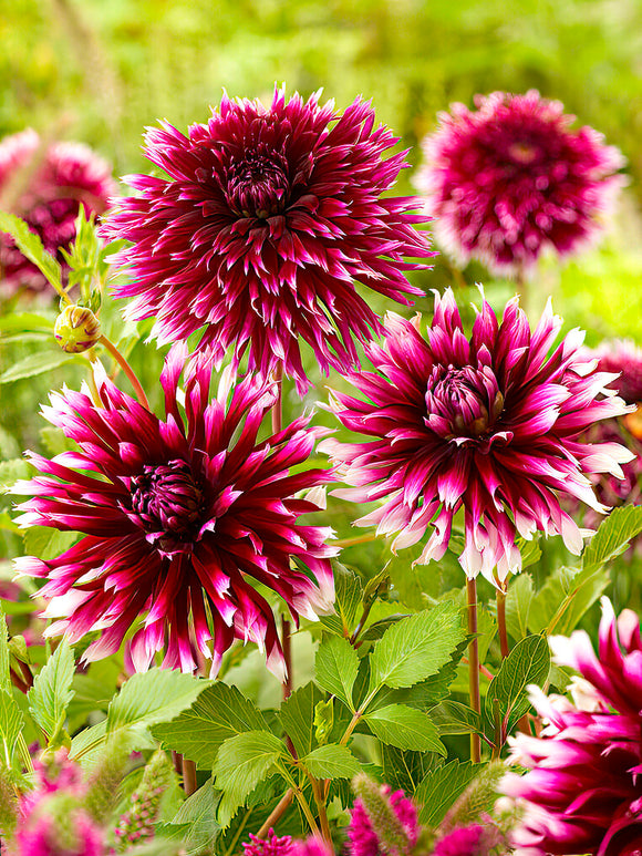 Dahlia Alauna Clair-Obscur