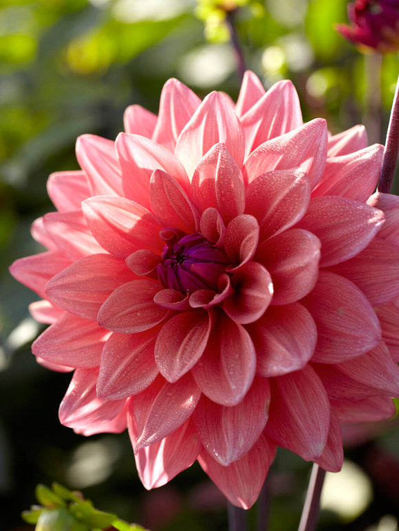 Dahlia American Dawn