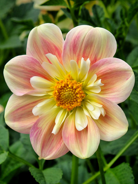 flower to plant in april Dahlia April Heather for Sale | Anemone Dahlia Apricot Pink