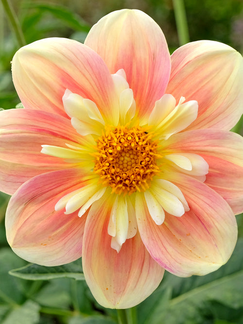 Dahlia April Heather