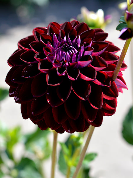 dahlia arabian night seeds Dahlia Arabian Night | Dahlia Tubers