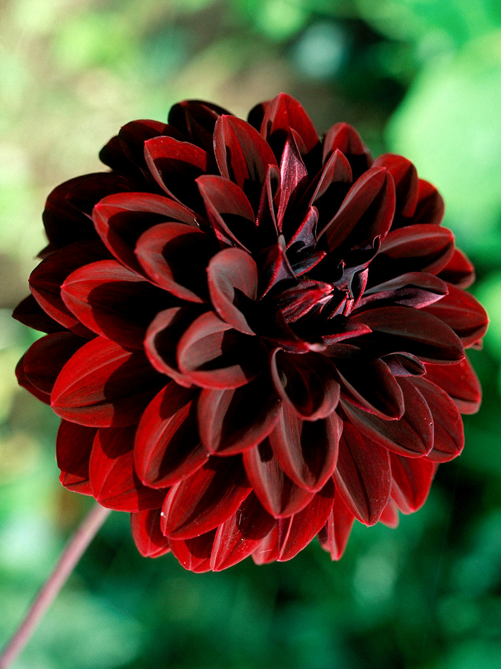 dahlia arabian night seeds 2 Dahlia Tubers