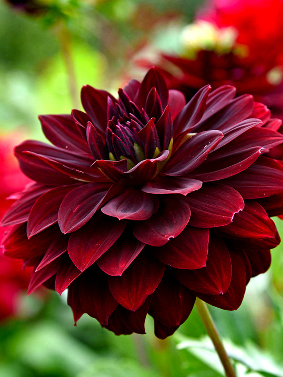 Dahlia Arabian Night
