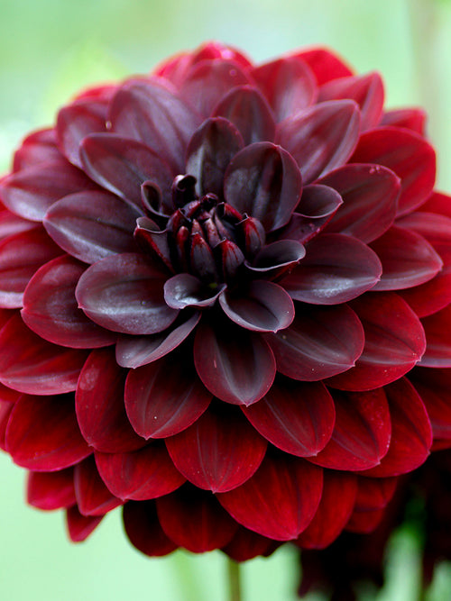 Dahlia Arabian Night