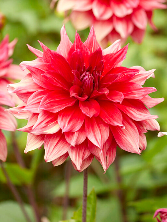 Dahlia Babylon Red