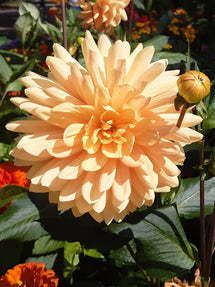 Dahlia Big Brother