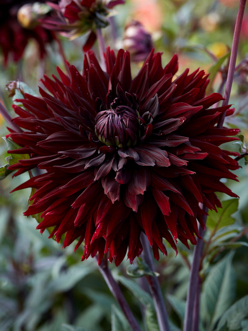 Black Jack