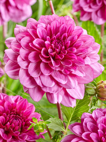 Dahlia Blue Bell