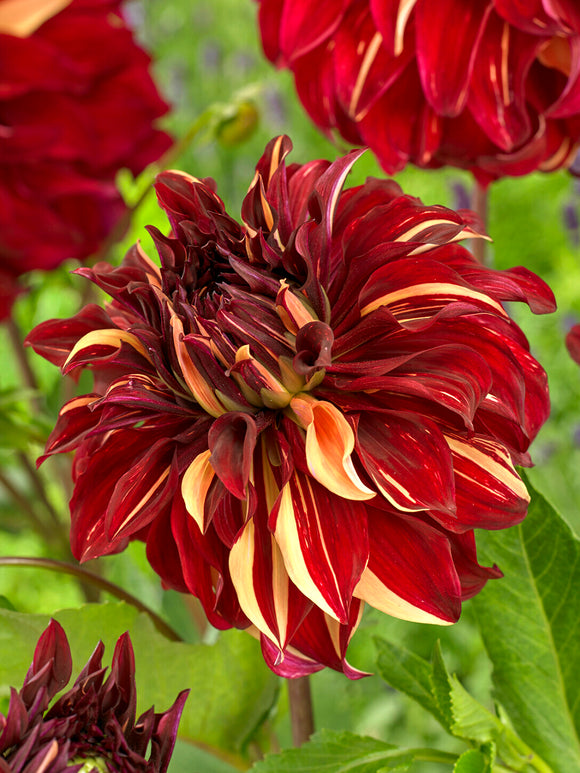 Dahlia Bohemian Spartacus