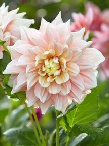 Dahlia Break Out