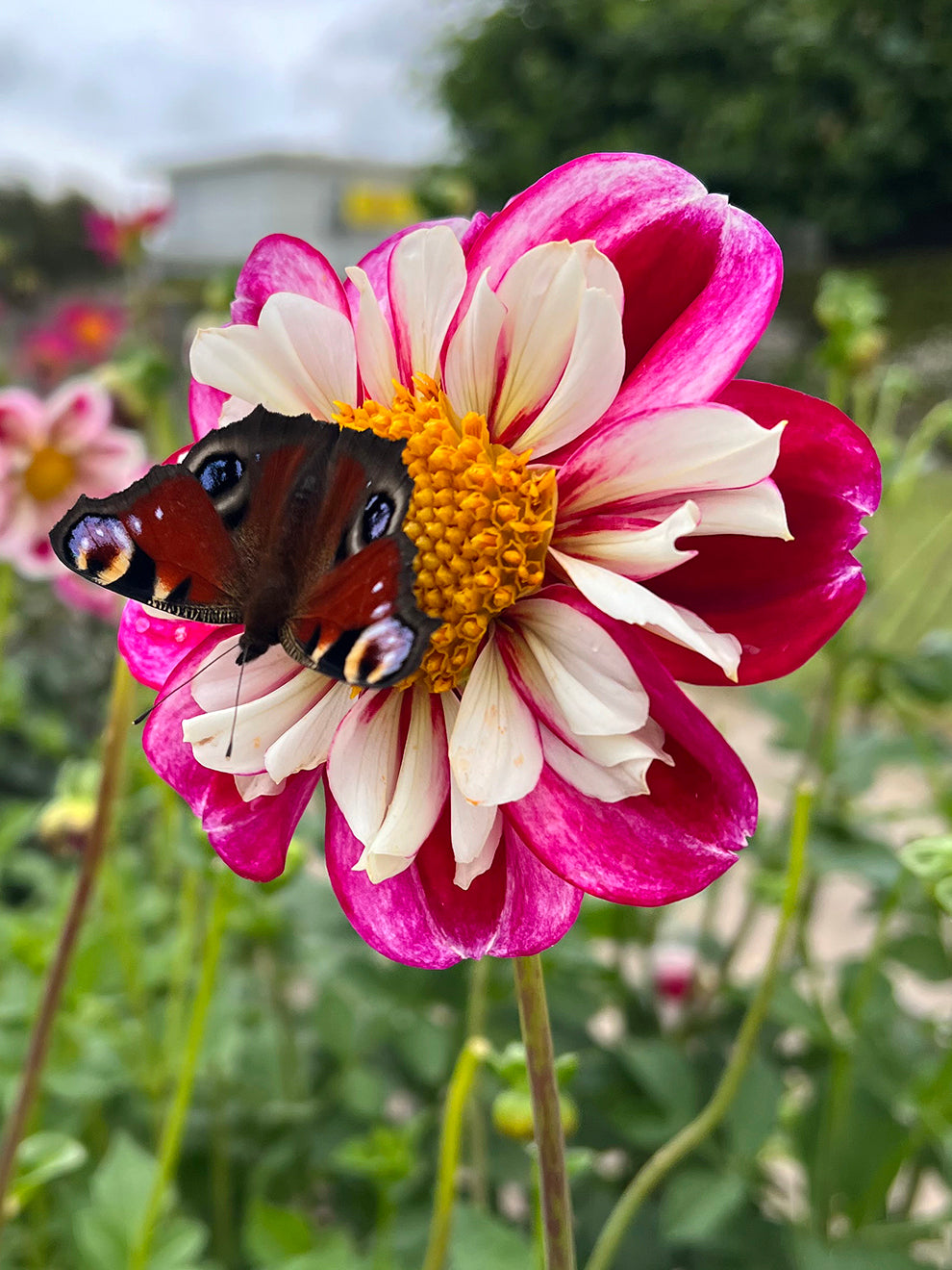 Dahlia Bumble Rumble | Dahlia Tubers | DutchGrown™