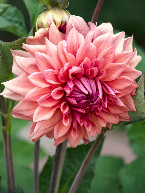 Dahlia Cafe au Lait Royal