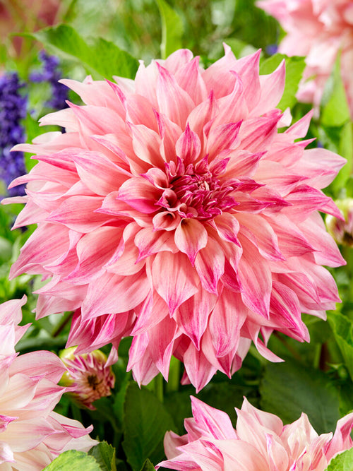 Dahlia Cafe au Lait Royal