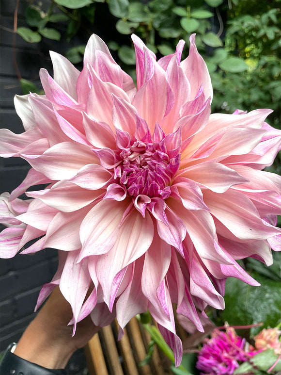 Dahlia Cafe au Lait Royal