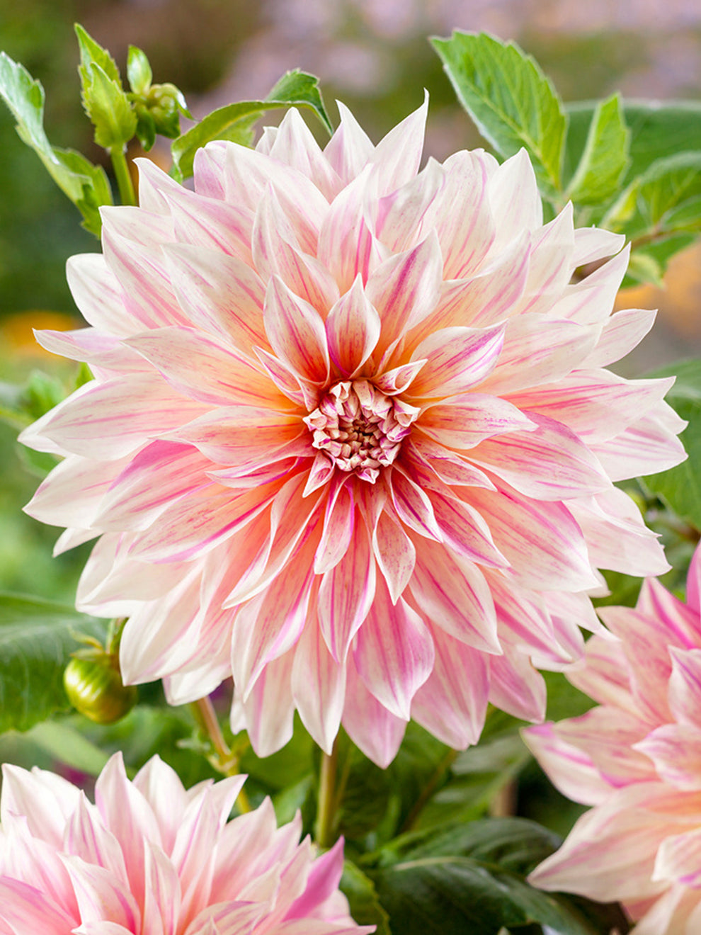 2 Dahlia Tubers