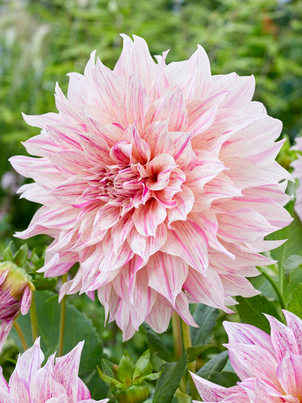 2 Dahlia Tubers