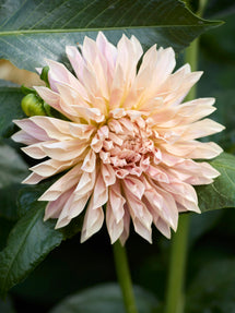 Dahlia Café de Paris