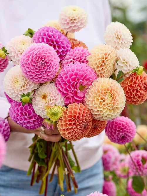 Dahlia Candy Ball Collection