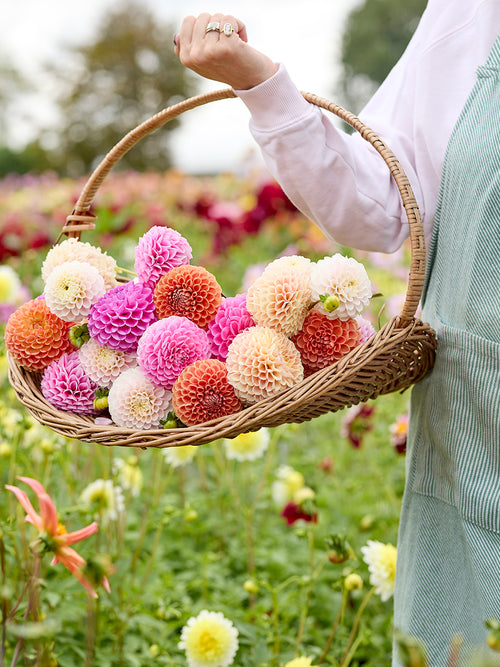 Dahlia Candy Ball Collection