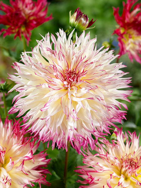 Dahlia 'Caproz Josephine' Tubers for Sale | DutchGrown™