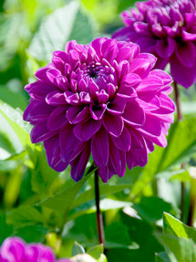 Dahlia Cartouche