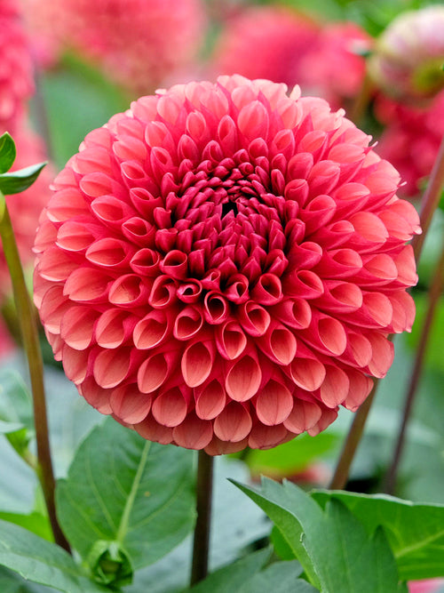 Dahlia Copper Boy