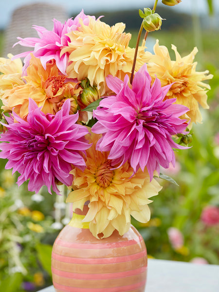 Dahlia_Coral_Crush_Collection-