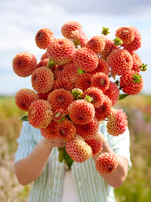 Dahlia Cornel Bronze