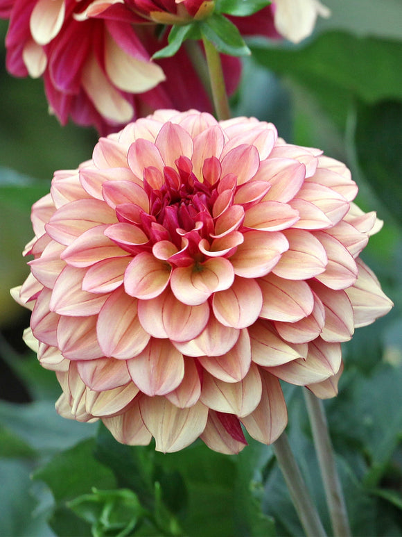 Dahlia Crème de Cognac