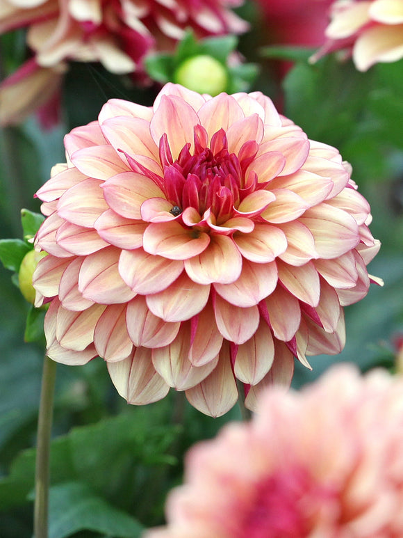 Dahlia Crème de Cognac