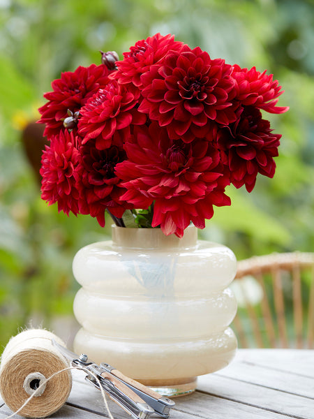 monstera and ginger with red dahlias arrangement Dahlia Crimson Velvet Collection | Dahlia Tubers
