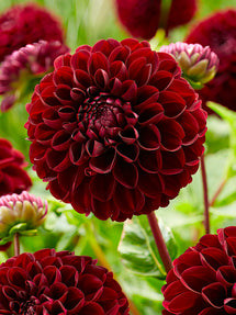 Dahlia Dark Spirit
