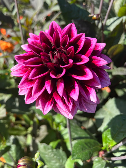 Dahlia Davina Michelle