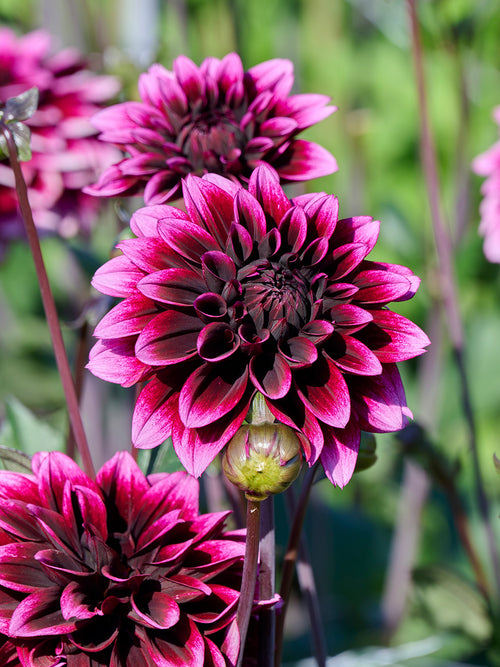 Dahlia Davina Michelle