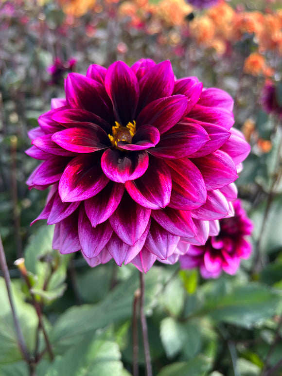 Dahlia Davina Michelle