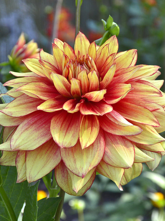 Dahlia Dazzling Magic