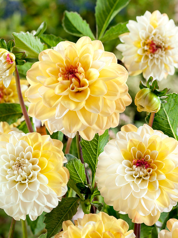 Dahlia Double Jill