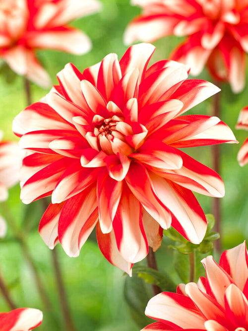 Dahlia Dynamite